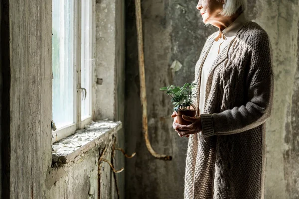 ポットに小さな植物を持つシニア女性のトリミングビュー — ストック写真