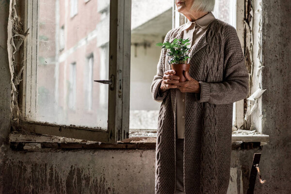 cropped view of senior woman with grey hair holding plant in room near windows 