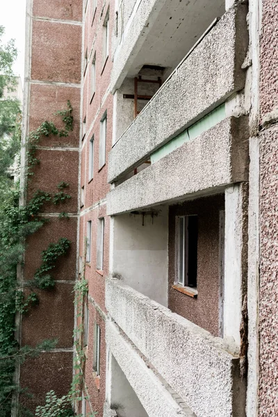 Terk Edilmiş Evde Beton Duvarların Yanında Yeşil Yapraklar — Stok fotoğraf