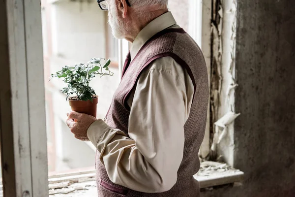 Cropped View Retired Bearded Man Holding Plant — Stock Photo, Image