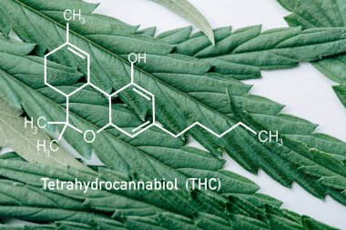 close up view of medical marijuana leaf on white background with thc molecule illustration clipart