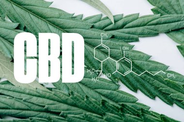 Cbd moleküllü beyaz zemin üzerinde tıbbi marihuana yaprağının görüntüsünü kapat