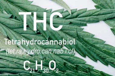 Beyaz arka planda tıbbi marihuana yaprağının görüntüsünü thc formülü illüstrasyonuyla kapat