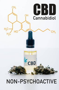 Tıbbi marihuana tomurcukları yanında şişede bulunan cbd yağı, psikoaktif olmayan cbd illüstrasyonla beyaza izole edilmiş.