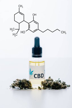 Tıbbi marihuana tomurcukları yanında şişedeki cbd yağı, cbd molekülleri ile beyaza izole edilmiş.