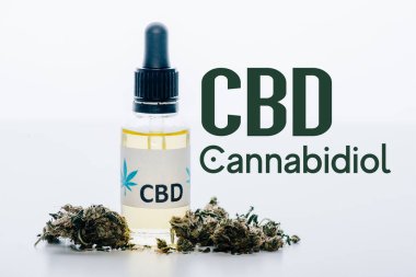 cbd oil in bottle near medical marijuana buds isolated on white with cbd illustration clipart