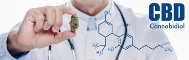 Beyaz önlüklü doktorun panoramik görüntüsü. Elinde tıbbi marihuana tomurcuğu var. Cbd molekülü ile beyaza izole edilmiş.