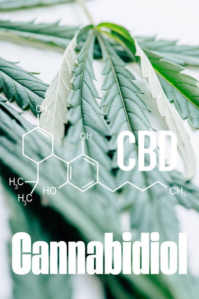 close up view of medical marijuana leaf on white background with cbd molecule illustration