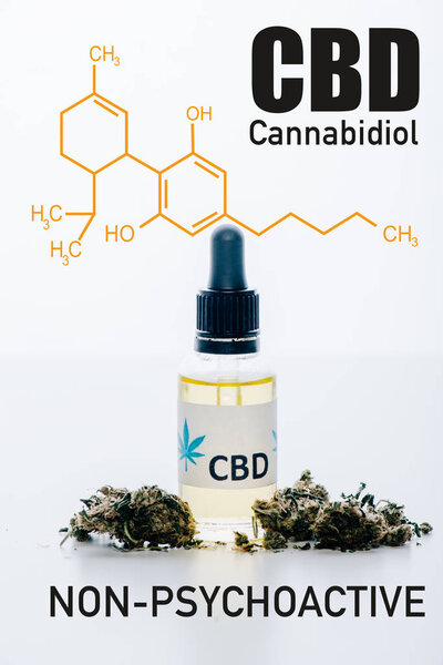 cbd oil in bottle near medical marijuana buds isolated on white with non-psychoactive cbd illustration