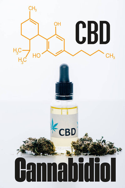 масло cbd в бутылке возле медицинских бутонов марихуаны, выделенных на белом с иллюстрацией молекул cbd

