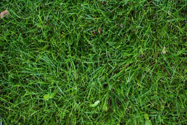 Top view of green grass on meadow clipart