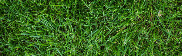 Top view of meadow with green grass, panoramic shot 