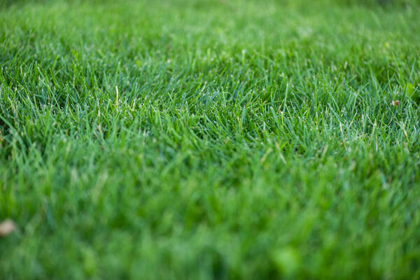 Селективный фокус зеленой травы на лугу 