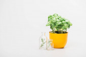 green plant in flowerpot near herbs in glass bottles on white background, naturopathy concept