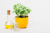 green plant in flowerpot near herbs in glass bottles and essential oil on white background, naturopathy concept