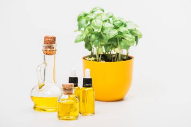 Çiçek saksısındaki yeşil bitkinin seçici odak noktası beyaz arka plandaki cam şişelerdeki gerekli yağ, naturopati konsepti