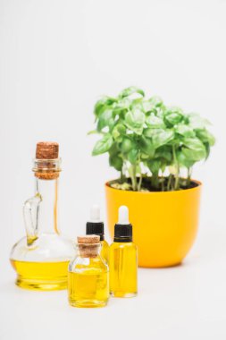 Çiçek saksısındaki yeşil bitkinin seçici odak noktası beyaz arka plandaki cam şişelerdeki gerekli yağ, naturopati konsepti