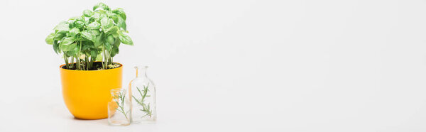 panoramic shot of green plant in flowerpot near herbs in glass bottles on white background, naturopathy concept