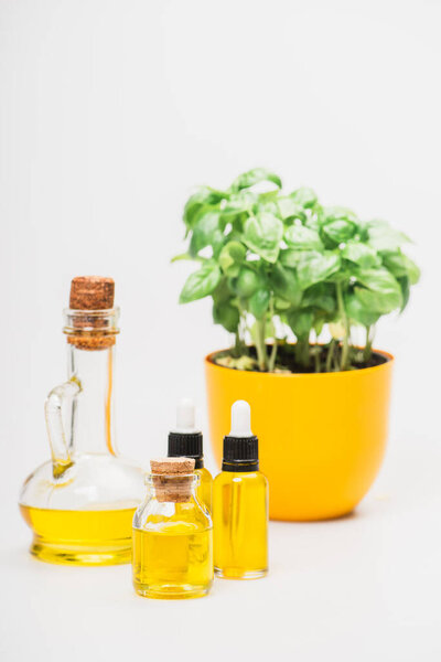 selective focus of green plant in flowerpot near essential oil in glass bottles on white background, naturopathy concept