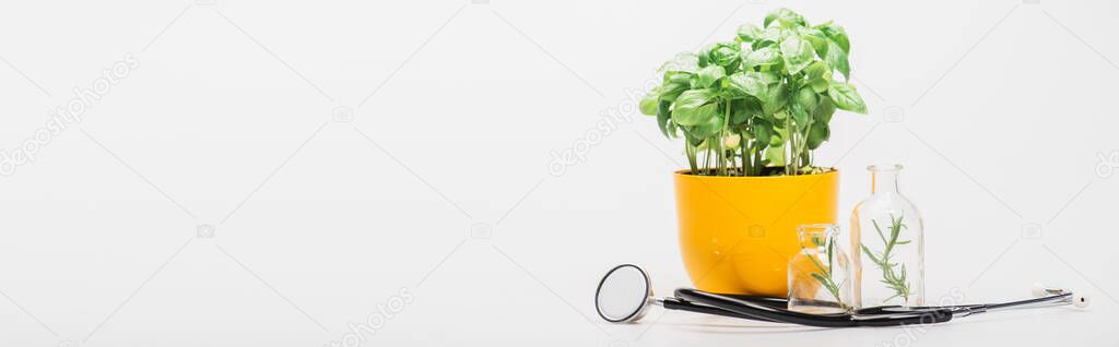 panoramic shot of green plant in flowerpot near herbs in glass bottles and stethoscope on white background, naturopathy concept