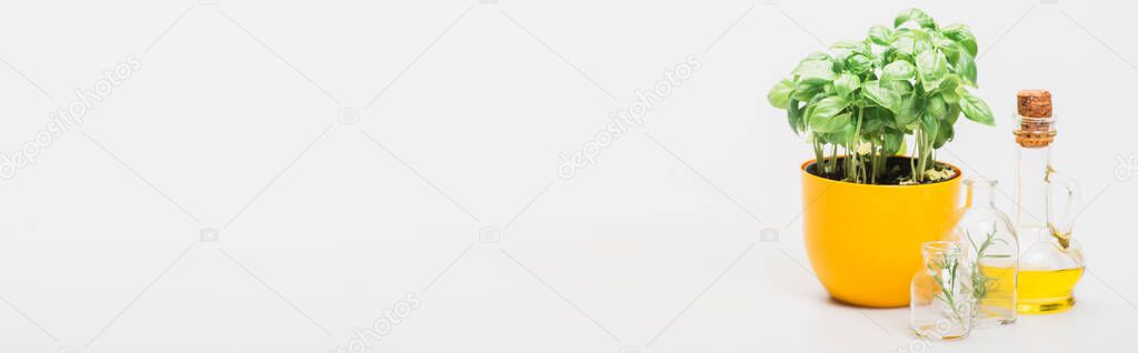 panoramic shot of green plant in flowerpot near herbs in glass bottles and essential oil on white background, naturopathy concept