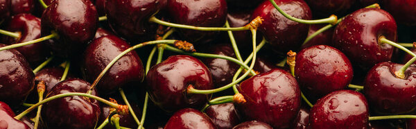 top view of wet ripe sweet cherries with water drops, panoramic shot