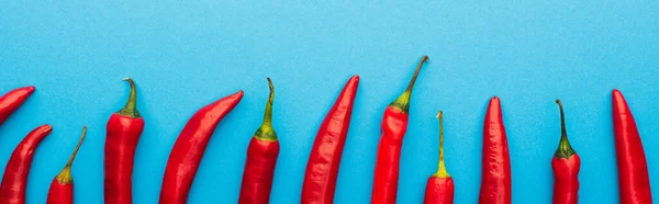 Top View Spicy Red Chili Peppers Blue Background Panoramic Shot — Stock Photo, Image