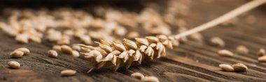 selective focus of wheat spikelet on wooden surface, panoramic shot clipart