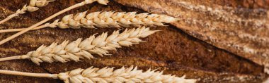 close up view of fresh baked bread with spikelets, panoramic shot clipart