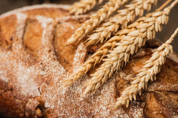 close up view of fresh baked bread with spikelets