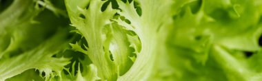 close up view of fresh green salad leaves, panoramic shot clipart