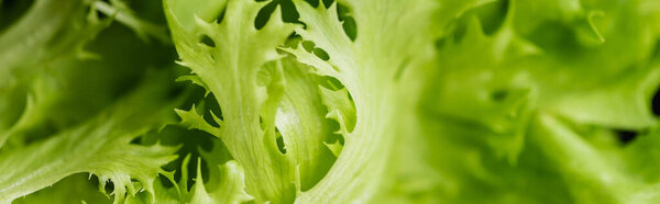 close up view of fresh green salad leaves, panoramic shot