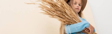 fashionable blonde girl in hat and blue sweater with wheat spikes on beige background, panoramic shot clipart