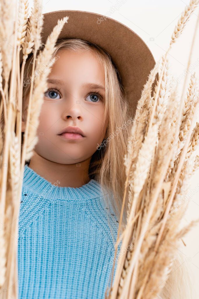 fashionable blonde girl in hat and blue sweater in wheat spikes