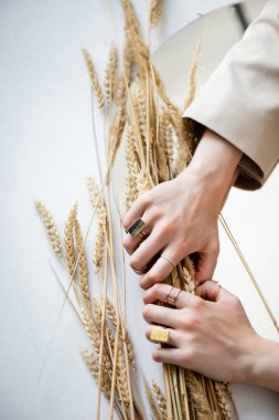 Kırpılmış kadın elleri altın yüzüklerle parmaklarında buğday demetleri tutarken beyaz