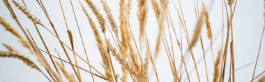 bunch of golden wheat on white background, banner clipart