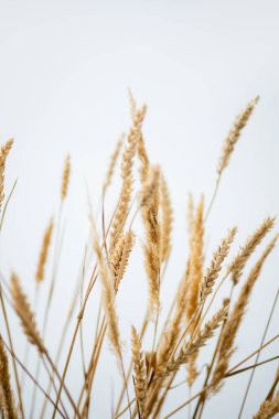 bunch of golden wheat on white background  clipart