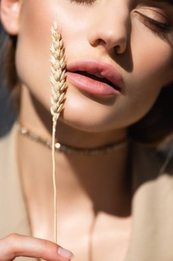cropped view of young woman holding wheat spikelet near face clipart