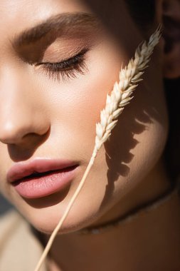 close up of young woman with closed eye near wheat spikelet clipart