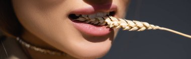 partial view of young woman biting wheat spikelet on dark grey, banner clipart