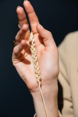 cropped view of female hand near wheat spikelet on dark grey clipart
