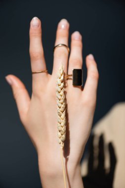 cropped view of female hand with rings on fingers near wheat spikelet on dark grey clipart