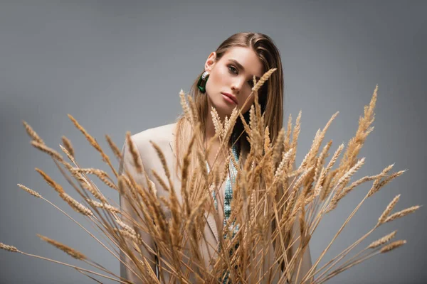 Giovane Donna Guardando Macchina Fotografica Vicino Orzo Spikelets Sfondo Grigio — Foto Stock