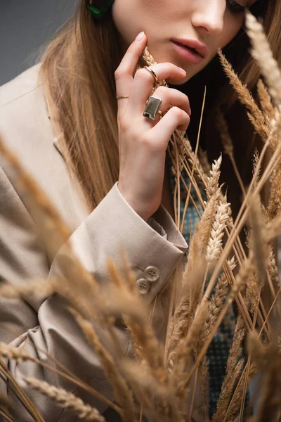 Cropped View Young Woman Touching Barley Spikelets Grey Background — Stock Photo, Image