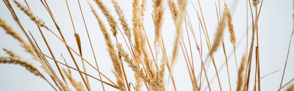 bunch of golden wheat on white background, banner