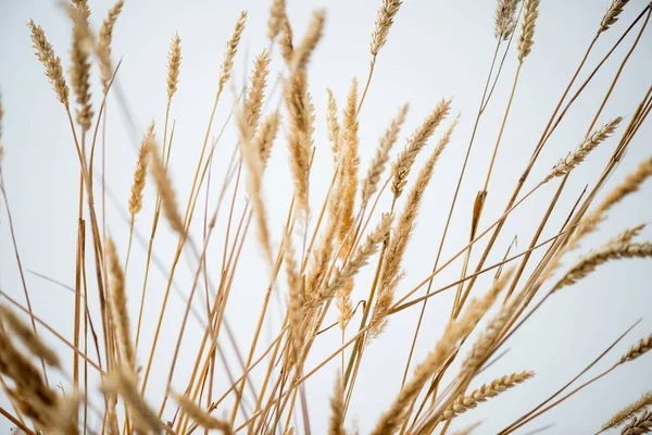 Bunch Golden Barley White Background — Stock Photo, Image