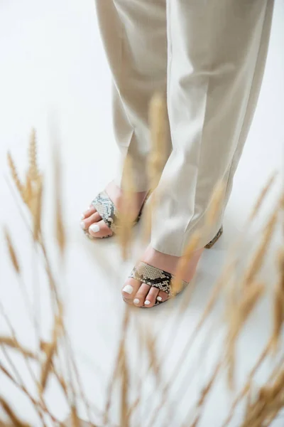 Beyaz Bulanık Önplanda Buğdayın Yanında Duran Modelin Kırpılmış Görüntüsü — Stok fotoğraf