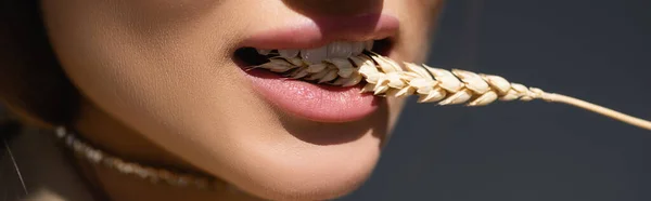 Partial View Young Woman Biting Wheat Spikelet Dark Grey Banner — Stock Photo, Image