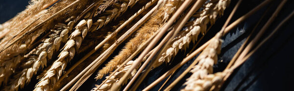 close up of ripe wheat spikelets on dark grey, banner