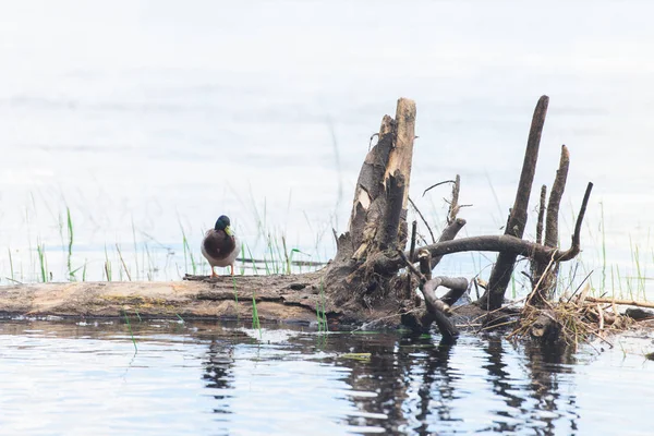 Eine Ente sitzt auf Baumstamm im Fluss — Stockfoto